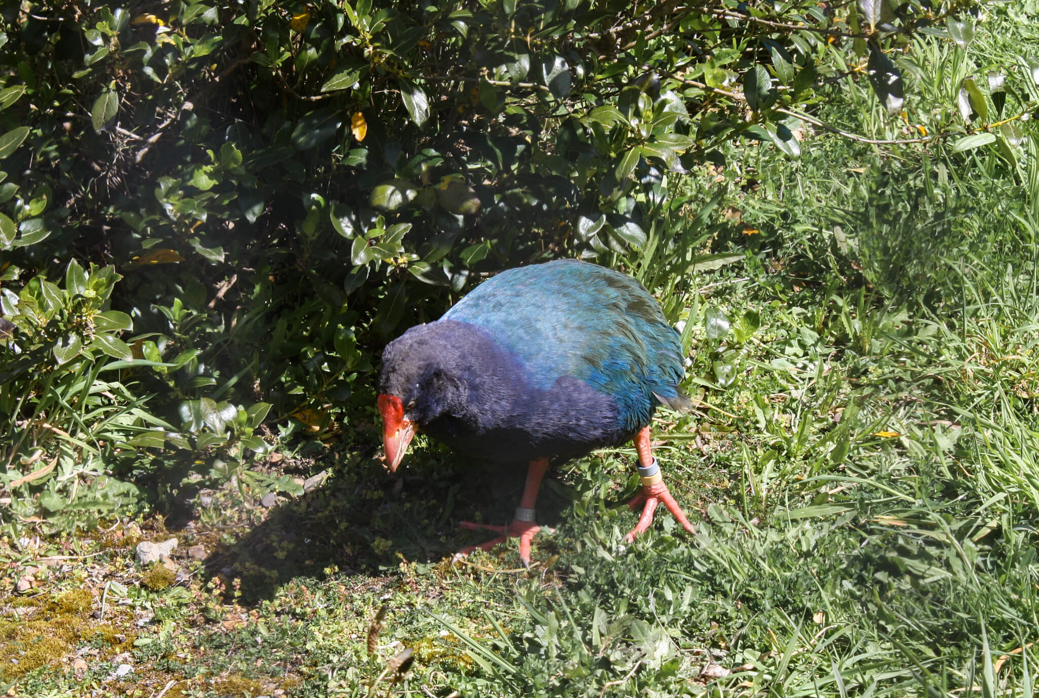 New Zealand_Pukaha_Takahe 2