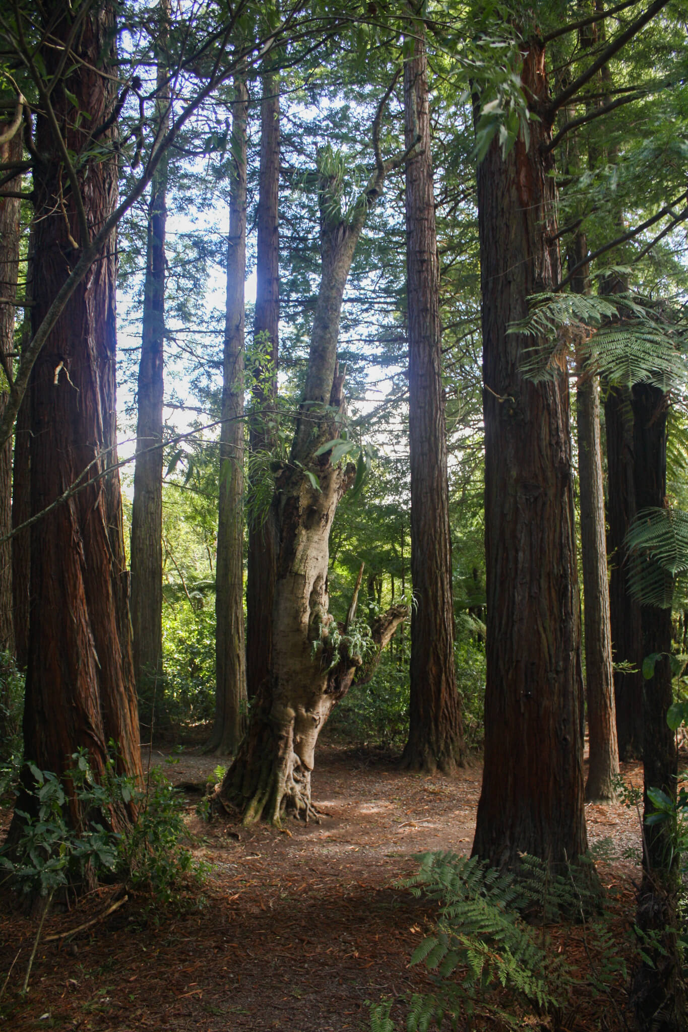 New Zealand_Pukaha_Trees