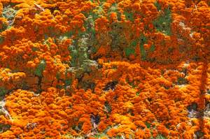 Wai-O-Tapu Thermal Wonderland, Rotorua, New Zealand