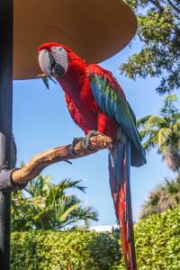Scarlet macaw