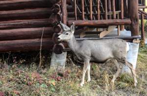 Deer at Signal Mountain Lodge, Moran, Wyoming