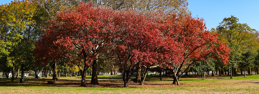 tobacco park flushing Flushing Meadows–Corona Park (Queens, New York)