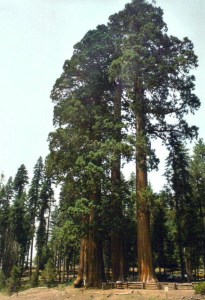 Sequoia National Park
