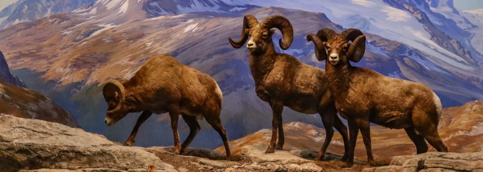 American Museum of Natural History, New York, New York