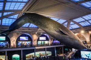 American Museum of Natural History, New York, New York